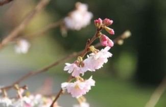 Afbeelding Winterkers  - Prunus x subhirtella 'Autumnalis Rosea'