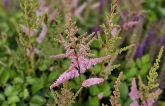 Afbeelding Spirea roze - Astilbe chinensis 'Pumila'