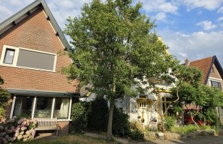 Afbeelding Sierpeer - Pyrus calleryana 'Chanticleer'