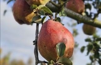 Afbeelding Handpeer 'Doyenne du Comice' - Pyrus communis 'Doyenne du Comice'