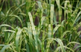 Afbeelding Chinees reuzenriet giganteus 'Alligator'  - Miscanthus giganteus 'Alligator'
