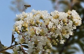 Afbeelding Indische sering - Lagerstroemia ind. Natchez"