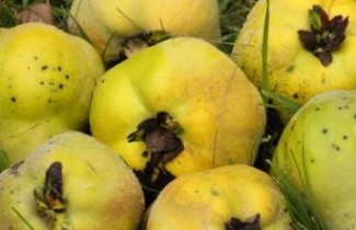 Afbeelding Kweepeer  - Cydonia oblonga 'Vranja'