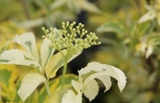 Afbeelding Gewone vlier 'Madonna' - Sambucus nigra 'Madonna'