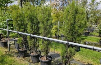Afbeelding Sporkehout - Frangula asplenifolia 'Fine Line'