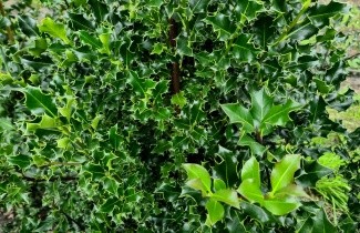 Afbeelding Scherpe Hulst - Ilex aquifolium