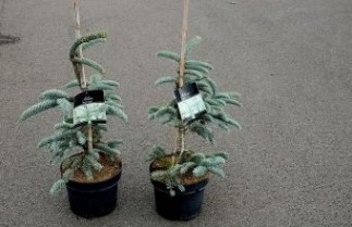 Afbeelding Blauwe Edelspar  - Abies procera 'Glauca'
