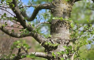 Afbeelding Schijnbeuk, Antarctische beuk, Zuidelijke beuk - Nothofagus antarctica