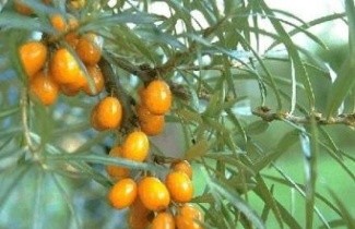 Afbeelding Duindoorn - Hippophae rhamnoides