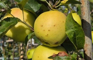 Afbeelding Appel 'Golden Delicious' - Malus domestica 'Golden Delicious'