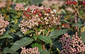 Afbeelding Sneeuwbal op stam - Viburnum tinus