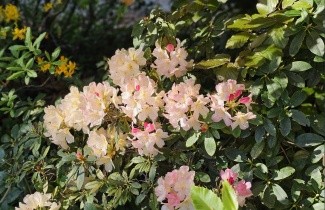 Afbeelding Rododendron 'Percy Wiseman' - Rhododendron yakushimanum 'Percy Wiseman'