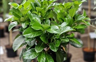 Afbeelding Laurierkers 'Etna' - Prunus laurocerasus 'Etna'