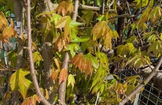 Afbeelding Drietandesdoorn - Acer buergerianum