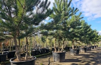 Afbeelding Oostenrijkse Den - Pinus nigra subsp. nigra