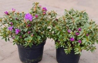 Afbeelding Dwerg rododendron 'Moerheim' - Rhododendron impeditum 'Moerheim'