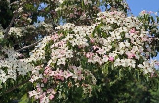 Afbeelding Japanse grootbloemige kornoelje 'Weisse Fontaine' - Cornus kousa 'Weisse Fontaine'