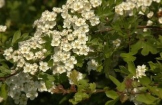 Afbeelding Tweestijlige Meidoorn - Crataegus laevigata