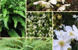 Afbeelding Borderpakket schaduw C - Pakket SC 48 planten
