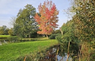 Afbeelding Amberboom - Liquidambar styraciflua