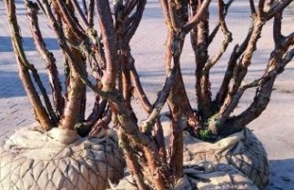 Afbeelding Tibetkers - Prunus serrula
