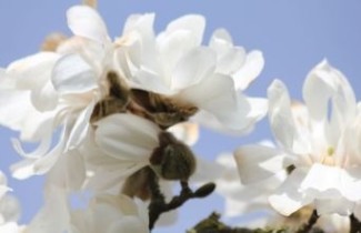 Afbeelding Magnolia Kobus leiboom - Magnolia kobus leiboom