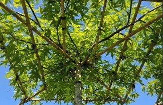 Afbeelding Amberboom 'Worplesdon' - Liquidambar styraciflua 'Worplesdon'