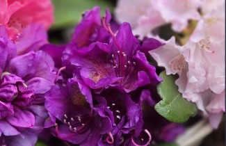 Afbeelding Rododendron 'Marcel Menard' - Rhododendron 'Marcel Menard'