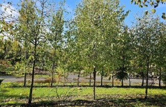 Afbeelding Sporkehout/ Vuilboom - Frangula alnus