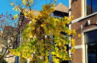 Afbeelding Japanse notenboom 'Horizontalis' - Ginkgo biloba 'Horizontalis'