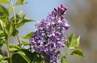 Afbeelding Sering 'Lavender Lady' - Syringa hyacinthiflora 'Lavender Lady'