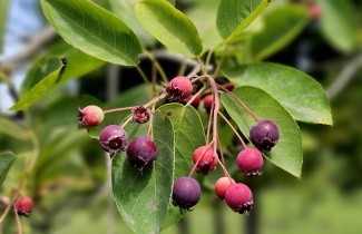 Afbeelding Amerikaans Krentenboompje, spil - Amelanchier lamarckii