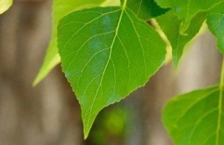 Afbeelding Zwarte populier - Populus nigra