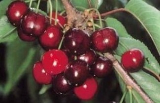 Afbeelding Kers "Earlise" - Prunus avium 'Earlise'