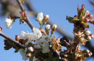 Afbeelding Kers "Giorgia" - Prunus avium 'Giorgia'