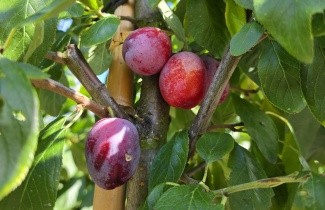 Afbeelding Pruim 'Victoria' - Prunus domestica 'Victoria'
