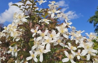 Afbeelding Bosrank 'Grandiflora' - Clematis montana 'Grandiflora'