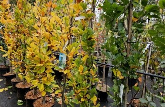 Afbeelding Zuilbeuk 'Dawyck' - Fagus sylvatica 'Dawyck'