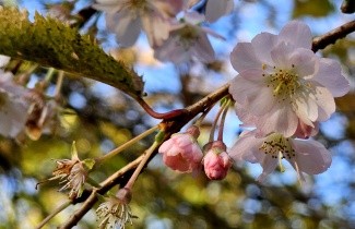 Afbeelding Winterkers - Prunus x subhirtella 'Autumnalis Rosea'