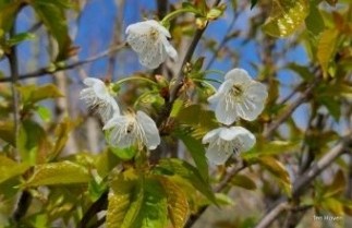 Afbeelding Wilde Kers - Prunus avium