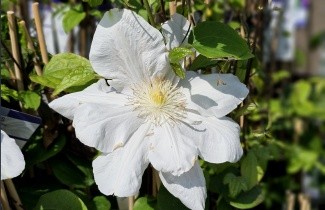 Afbeelding Bosrank 'Madame Le Coultre' - Clematis 'Madame Le Coultre'