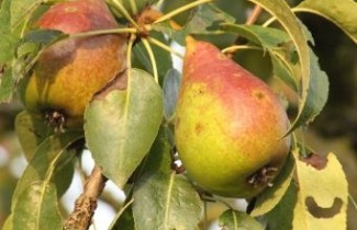 Afbeelding Handpeer  "Charneux" - Pyrus communis 'Charneux'