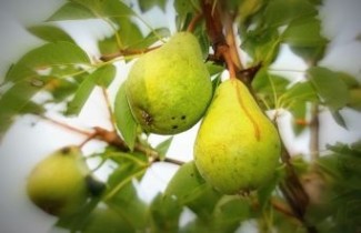 Afbeelding Handpeer  "Comtesse de Paris" - Pyrus communis 'Comtesse de Paris'