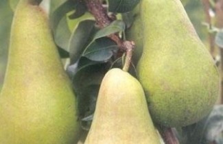 Afbeelding Handpeer "Concorde" - Pyrus communis 'Concorde'