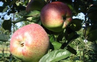 Afbeelding Appel 'Zoete Ermgaard' - Malus domestica 'Zoete Ermgaard'