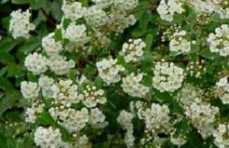 Afbeelding Spierstruik vanhouttei - vakbeplanting - Spiraea x vanhouttei