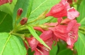Afbeelding Weigela 'Bristol Ruby' - vakbeplanting - Weigela 'Bristol Ruby'