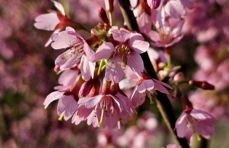 Afbeelding Sierkers 'Okame' - Prunus 'Okame'