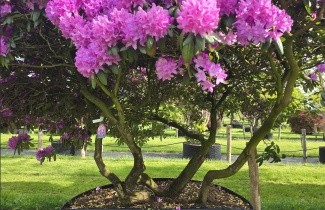 Afbeelding Rododendron 'Roseum Elegans' - Rhododendron 'Roseum Elegans'