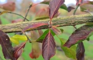 Afbeelding Gewone Kardinaalshoed - Euonymus europaeus